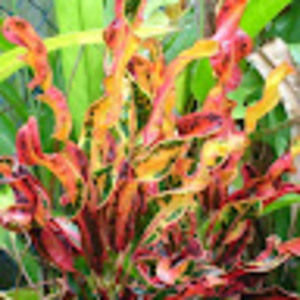 Meet your Posher, M. seven